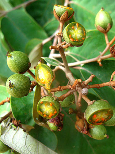 Flora e Funga do Brasil - Vismia guianensis (Aubl.) Choisy