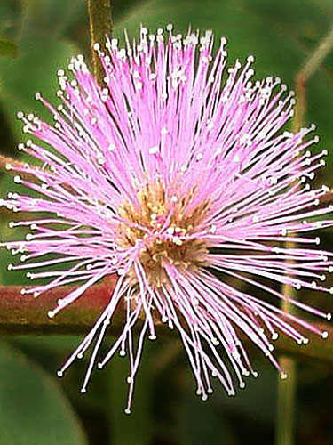 Mimosa sensitiva | Fotos de Campo | The Field Museum