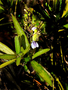 Neotropical Live Plant Photo | ACAN-Justicia-stuebelii-per-DNei03