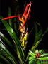 Neotropical Live Plant Photo | BROM-Pitcairnia-aphelandriflora-per-DNei44