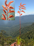Neotropical Live Plant Photo | BROM-Racinaea-pendulispica-per-DNei48 | Rapid Inventory 26 live plant photo