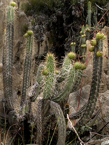 Corryocactus | Live Plant Photos | The Field Museum