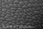 Dinckleria fruticella image