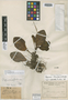 Peperomia palmae Trel., COSTA RICA, A. M. Brenes 3792 [98], Holotype, F