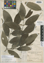 Piper articulosum Trel., COSTA RICA, A. M. Brenes 6060, Holotype, F