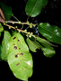 Neotropical Live Plant Photo | MORA-ficus-paraensis-per-ihuaC1173 | Rapid Inventory 23