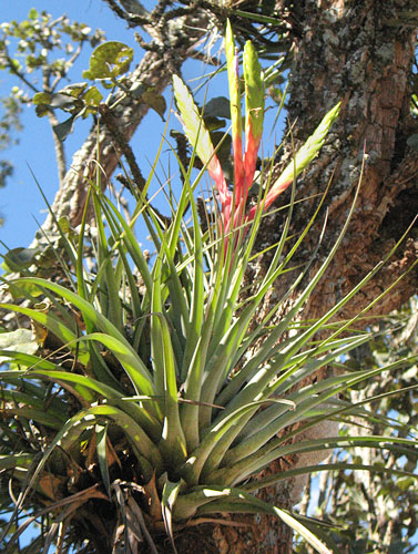 Tillandsia fasciculata | Live Plant Photos | The Field Museum