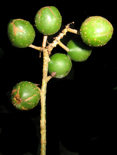 Coccoloba Acapulcensis Live Plant Photos The Field Museum