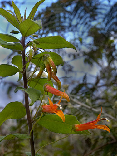 Lobelia laxiflora | Live Plant Photos | The Field Museum
