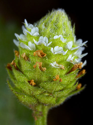 Phyla dulcis | Live Plant Photos | The Field Museum