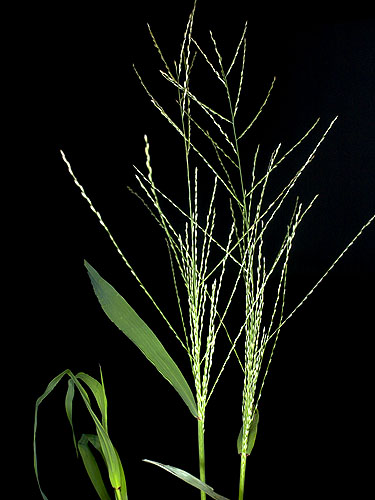 Leptochloa panicea | Live Plant Photos | The Field Museum