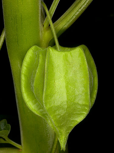 Philiris Innotata Physalis ignota | Live Plant Photos | The Field Museum
