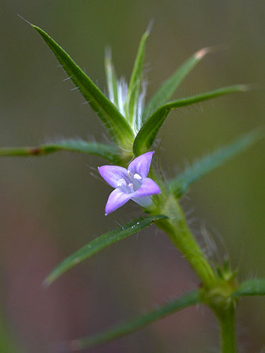 Diodia teres | Live Plant Photos | The Field Museum