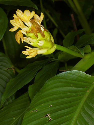 Espécimen: Calathea macrosepala