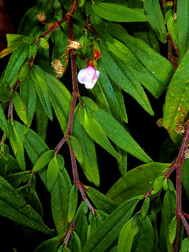 Centradenia inaequilateralis | Live Plant Photos | The Field Museum