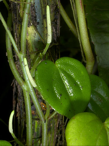 Peperomia urocarpa | Fotos de Campo | The Field Museum