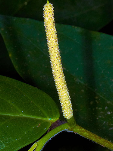 Ver