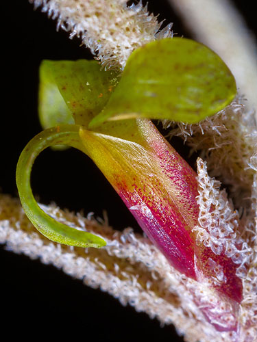 fargesia africa Fargesia Yunnanensis – The Exotic Seed Emporium main image 1