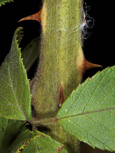 Rubus miser | Live Plant Photos | The Field Museum