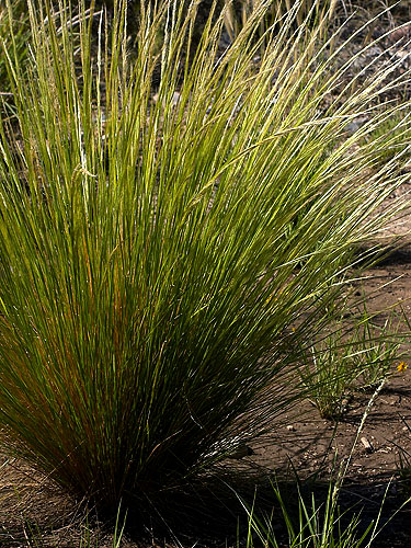 Jarava ichu | Live Plant Photos | The Field Museum