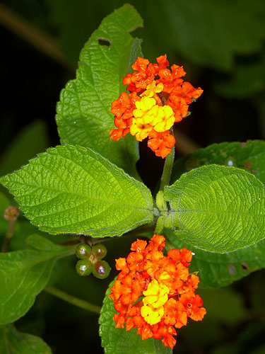 Lantana Urticifolia Live Plant Photos The Field Museum Lantana Urticifolia Live Plant Photos The Field Museum