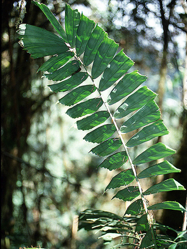 Aiphanes chiribogensis Fotos de Campo The Field Museum