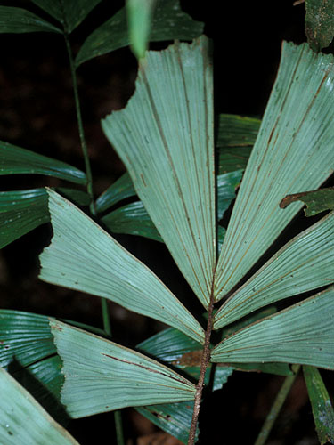 Aiphanes ulei Fotos de Campo The Field Museum