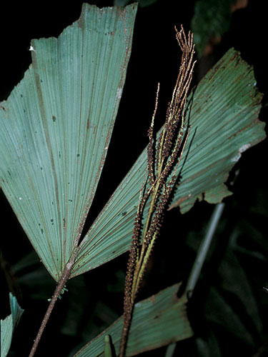 Aiphanes ulei | Fotos de Campo | The Field Museum