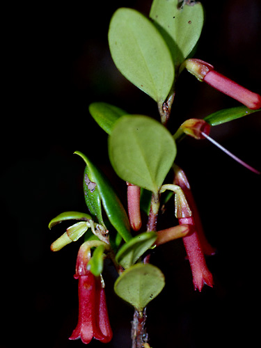 Specimen: Macleania floribunda
