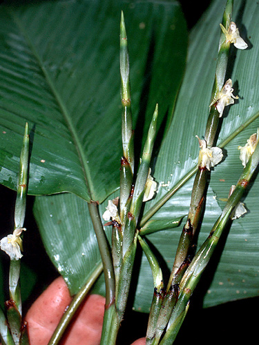 Ischnosiphon macarenae Live Plant Photos The Field Museum