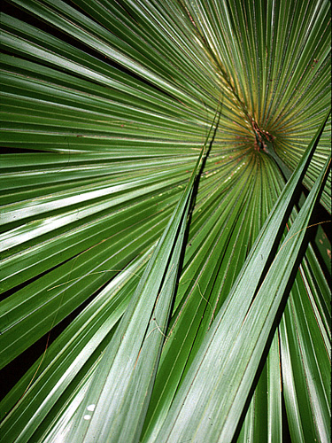 Sabal mauritiiformis | Live Plant Photos | The Field Museum