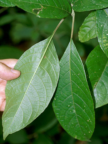 Trichanthera gigantea | Live Plant Photos | The Field Museum