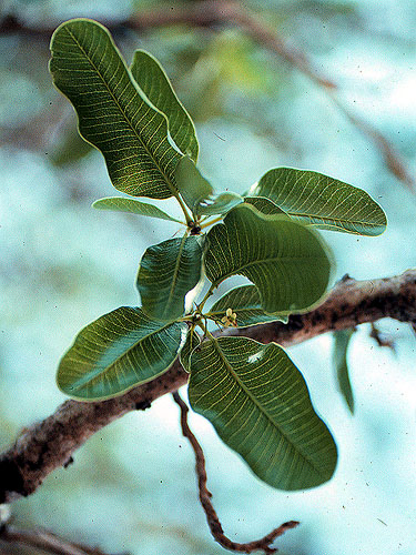 Schinus gracilipes | Live Plant Photos | The Field Museum