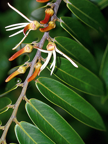 Biologia floral, fenologia reprodutiva e polinização de Xylopia aromatica  (Lam.) Mart. (Annonaceae) em uma área de Cerrado no oeste da Bahia