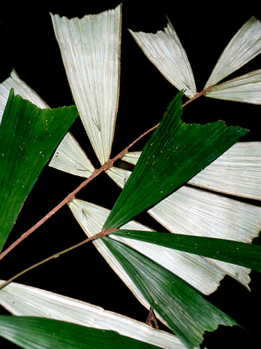 Aiphanes ulei Fotos de Campo The Field Museum
