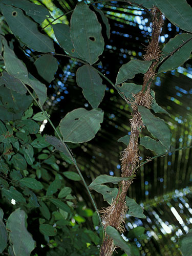 Desmoncus giganteus | Fotos de Campo | The Field Museum