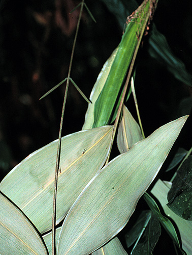 Desmoncus giganteus | Fotos de Campo | The Field Museum