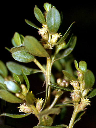Espécimen: Baccharis buxifolia