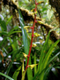 Neotropical Live Plant Photo | BROM-guzm-sp.nov.-ecu-21237 | Rapid Inventory 3