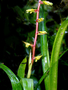 Neotropical Live Plant Photo | BROM-guzm-sp.nov.-ecu-21238 | Rapid Inventory 3