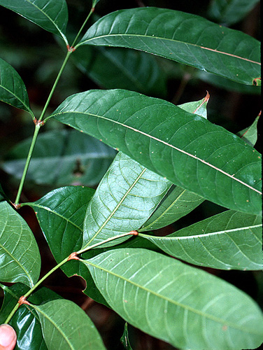 Tetragastris panamensis | Live Plant Photos | The Field Museum