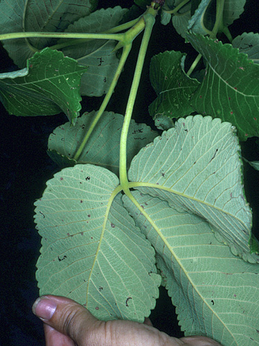 Caryocar brasiliense | Live Plant Photos | The Field Museum