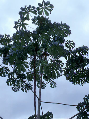 Cecropia engleriana | Live Plant Photos | The Field Museum