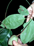 Neotropical Live Plant Photo | CHRY-coue-do-ecu-7548
