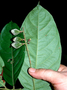 Neotropical Live Plant Photo | CHRY-hirt-el-ecu-7858 | Rapid Inventory 3