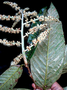 Neotropical Live Plant Photo | CHRY-lica-~-ecu-12094 | Rapid Inventory 3