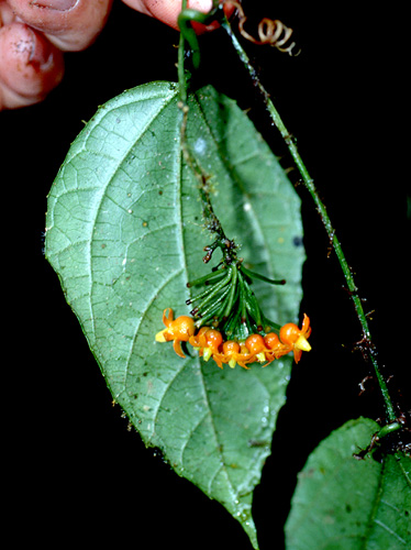 Gurania guentheri | Live Plant Photos | The Field Museum