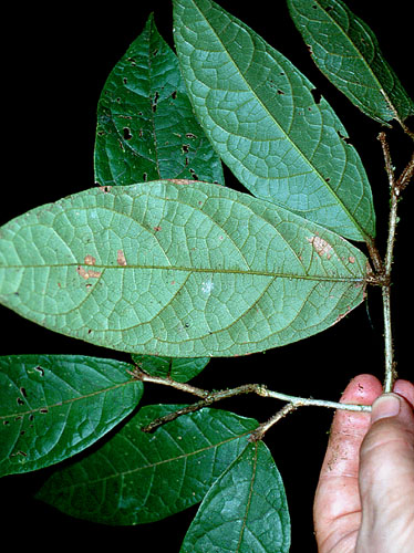 Dichapetalum | Fotos de Campo | The Field Museum