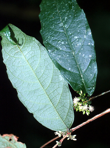 Acidoton nicaraguensis | Fotos de Campo | The Field Museum