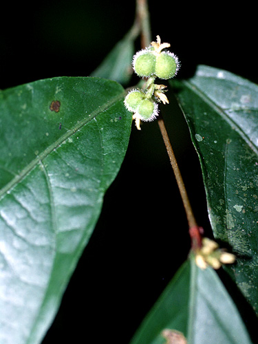 Acidoton nicaraguensis | Fotos de Campo | The Field Museum